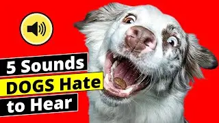 5 Sounds Dogs HATE to Hear all time - Dogs Go CRAZY