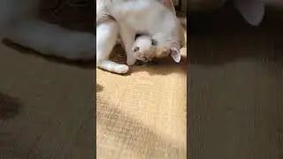 Kitten playing in his shadow😼🤣😎#cat#cats#shorts#shortsvideo#shortsfeed#catvideos#catlover#catlovers