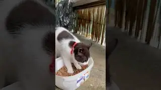 It can&rsquo;t wait to eat &mdash; it&rsquo;s very hungry🥹#cat #home#cute #live #love #kitten #beautiful #happy