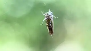 Typical Leafhoppers (Family Cicadellidae) (2023-09-13)