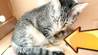WHAT HAPPENED TO DUDE THE CAT..