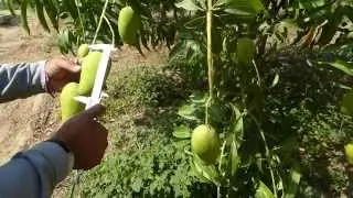 MANGO ATAULFO. PIURA-PERU