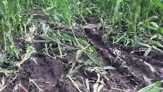 Утро началось буксировке дерево послье горну семку неприятность у приятеля на полбе ездят по полю