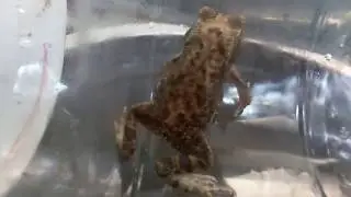 Frog Activities Monitoring - Domestic Discovery