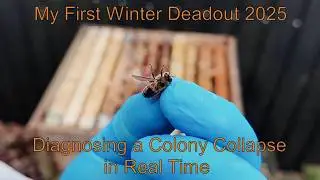 Winter Beekeeping Reality Check | Finding and Assessing a Dead Hive 🐝 28/12/25