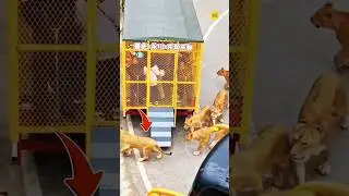 China का Reverse Zoo | इंसान पिंजरे में और जानवर आज़ाद! 😲 | Shocking Facts&rdquo;