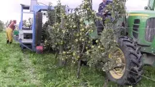 Mechanical Harvest of Cider Apples