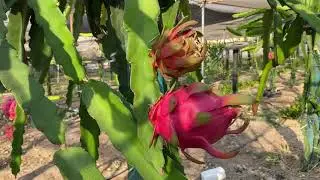 الحلقة رقم ٩٣ تقليم وتطعيم الدراجون فروت وانتاج ثمار pruning, grafting and producing fruits