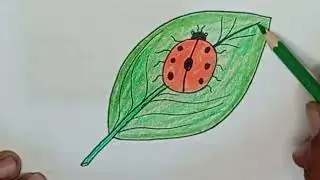 How To Draw Lady bird Easy | Lady bird Drawing Step By Step Drawing Tutorial by Kids Express