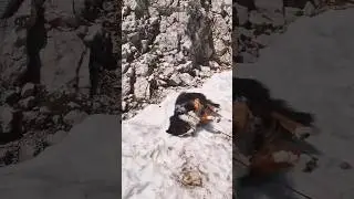 Bernese Mountain Dog found some snow #shorts