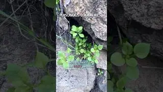 how to forage CHICKWEED and not poison yourself