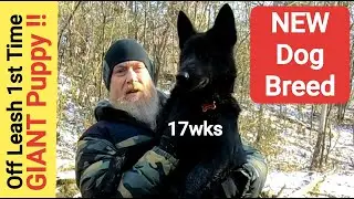 GIANT Puppy - NEW Dog Breed - Puukko's 1st Off Leash Hike - Lycan Shepherd
