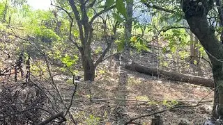 Mencari murai batu lepas !! Tempat yg disukai burung