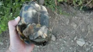 Черепаха Testudo marginata, Турция. Жизнь в природе