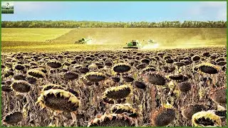 How to Harvest Sunflower Seeds and Process Sunflower Oil at the Factory | Modern Agriculture