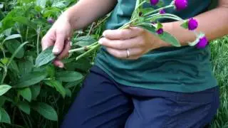 Homefront Farmers Globe Amaranth