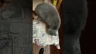 When the cat wants your chair