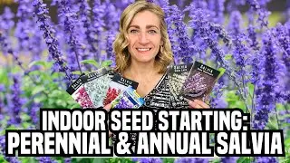 Indoor Seed Starting - Perennial & Annual Salvia