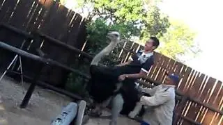 Oudtshoorn, ostrich capital of the world