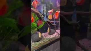 This Discus Tank Is MASSIVE 🐟