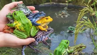 Catching Snail 🐌 In Colorful farmer After The Rain| How to catching amazing Snail| Relaxing Moments 