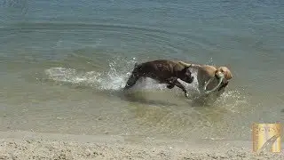A Day At the Dog Beach | Davis Island Dog Beach