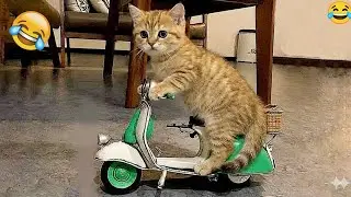 You Laugh You Lose 😂 Funniest Cats and Dogs 2026🦴🐩 Part 16