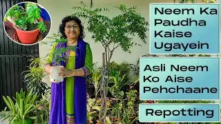 Neem Ka Paudha Kaise Lagaen Aur Uagayein | Aise Pehchaane Asli Neem Ko  | Soil, Water, Propagation