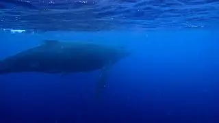 Humpback Whale Snorkeling in the South Pacific Ocean