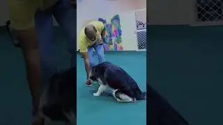 Malamute&rsquo;s Obedience