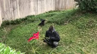 #GorillaStory: Moke and Baraka Eating Willow Branches