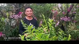 Anggrek Dendrobium Sarie marijs Rumpun Jumbo