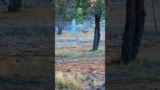 Олень 3х3 #природа #олень #наприроде #дикаяприрода #лес #дикийолень