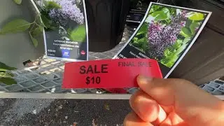 TERRA花店，七月中旬打折的灌木 - 浓香木绣球、法国丁香，等等