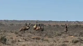 Australia Road Trip Day 3: Perry Sandhills, Lake Victoria and Murray River