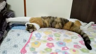 The Most Comfy Kneading Cat (feat. Cat Owner's Struggle)