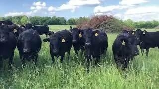 The Cattle Range Listing #206C311