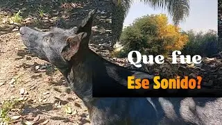 UN sonido en el jardín y una sorpresa Natural | Vida Rural, Aves y mascotas (Parte 3, Final)