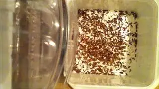 Attagenus Unicolor Colony 2019 Timelapses Part #7,000 1