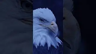 The Most Powerful Bird in America 🦅🇺🇸