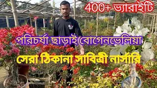 পরিচর্যা ছাড়াই বোগেনভেলিয়া।। BOUGAINVILLEA WITHOUT NURTURING.সেরা ঠিকানা সাবিত্রী নার্সারি।। 