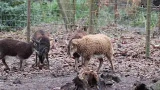 Soay sheep headbutting