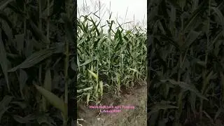 #shortsvideo#ytvideo#farming#maizedekalp9081#maize9081#