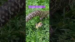 How do snakes poop&hellip;.. here you go 😆