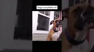 Dogs Compilation #memes #funnyvideo #dogs