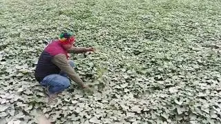 शकरकंद और चुकंदर खेती#