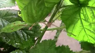 Male Phyllium mabantai leaf insect June 2015