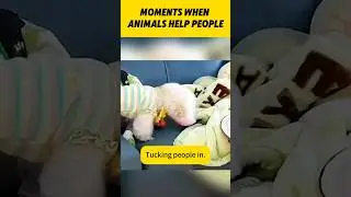 Moments when animals help people.#pets #cats #dogs #smart #funny