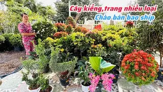 Cây kiểng,trang nhiều loại chào bán bao phí ship..25/12😘📲 0977.416.876.Ken