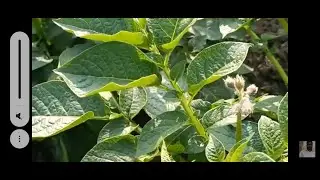 potato flowers survey dated on 29/01/2022